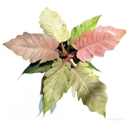 Philodendron Strawberry MarbleVariegated TC | Grower's Choice, Macau Collection