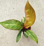 Philodendron prince of orange variegated TC | Grower's Choice, Macau Collection