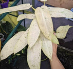 Philodendron whippleway TC | Grower's Choice, Macau Collection