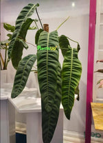 Philodendron PP/ Philodendron patriciae TC | Grower's Choice, Macau Collection