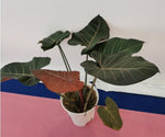 Philodendron Summer Glory TC | Grower's Choice, Macau Collection