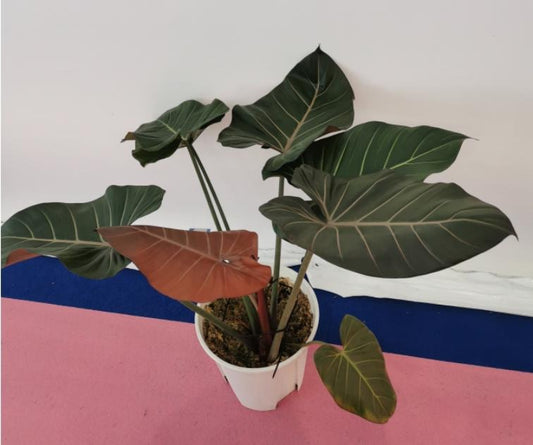 Philodendron Summer Glory TC | Grower's Choice, Macau Collection