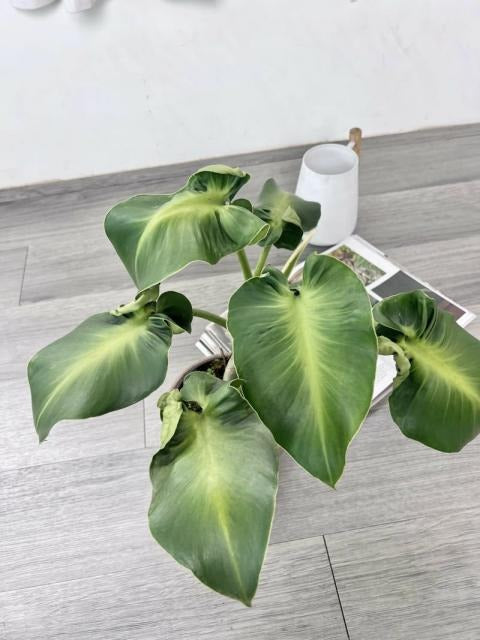 Philodendron rugosum 'Sow's Ear' TC | Grower's Choice, Macau Collection