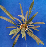 Philodendron Callosum/bicolor TC | Grower's Choice, Macau Collection