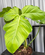 Philodendron applanatum/barrosoanu m TC | Grower's Choice, Macau Collection