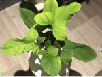 Philodendron peru TC | Grower's Choice, Macau Collection