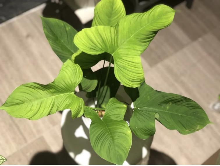 Philodendron peru TC | Grower's Choice, Macau Collection
