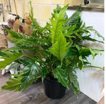Philodendron heather may TC | Grower's Choice, Macau Collection