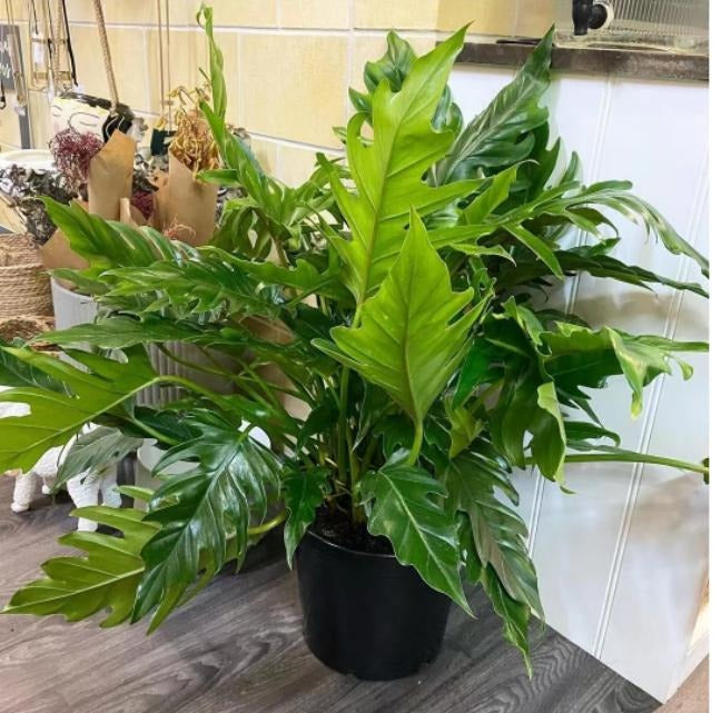 Philodendron heather may TC | Grower's Choice, Macau Collection