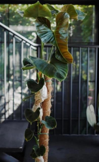 Philodendron heart shape TC | Grower's Choice, Macau Collection