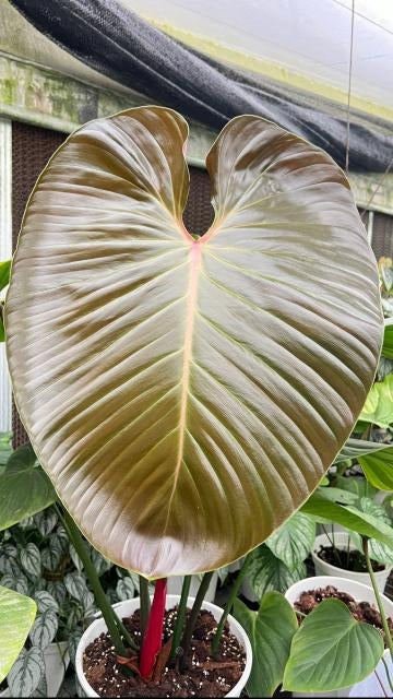 Philodendron Lynamii TC | Grower's Choice, Macau Collection