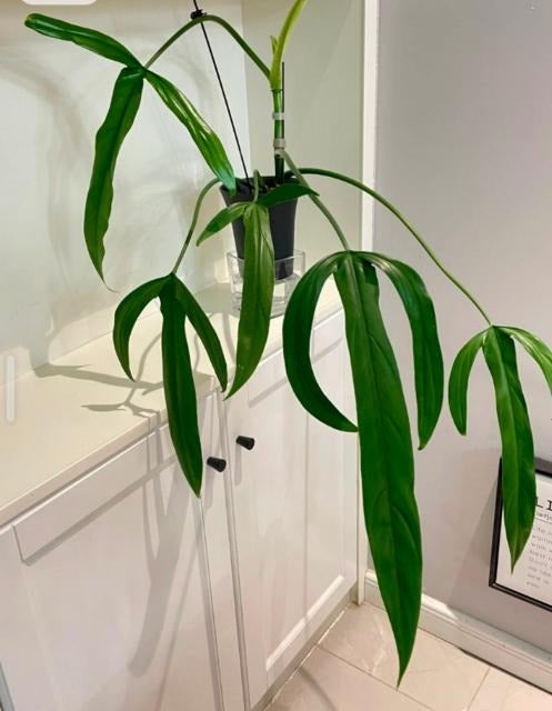 Philodendron tesla TC | Grower's Choice, Macau Collection