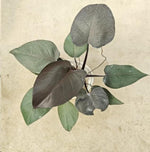 Philodendron new red TC | Grower's Choice, Macau Collection