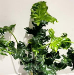Philodendron Alantis TC | Grower's Choice, Macau Collection