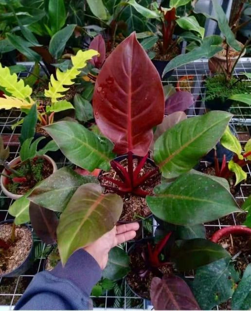 Philodendron McLean TC | Grower's Choice, Macau Collection