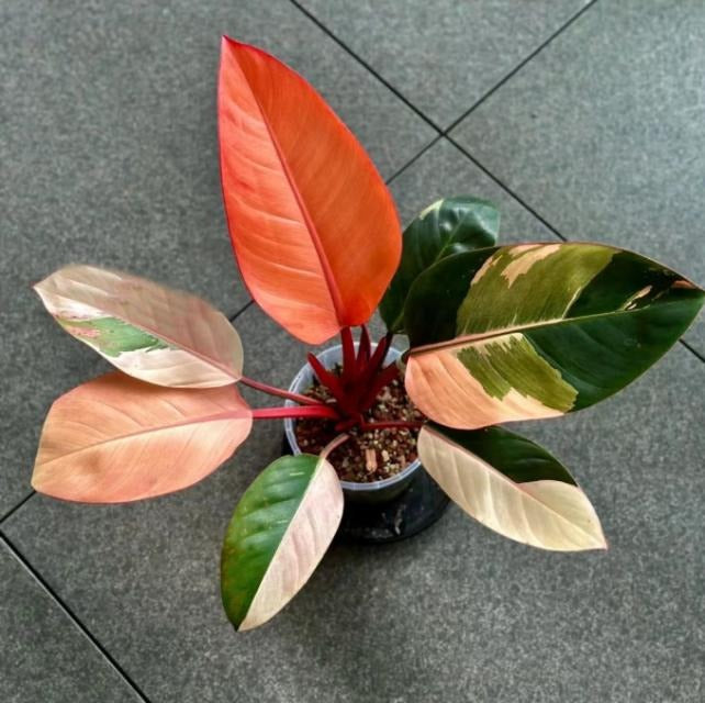 Philodendron red cogo TC | Grower's Choice, Macau Collection
