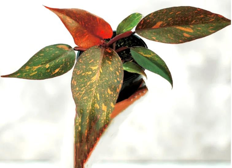 Philodendron Orange Princess Marble TC | Grower's Choice, Macau Collection