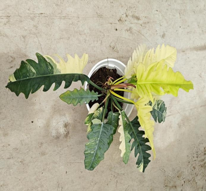 Philodendron narrow variegata TC | Grower's Choice, Macau Collection
