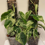 Philodendron oxycardium variegated TC | Grower's Choice, Macau Collection