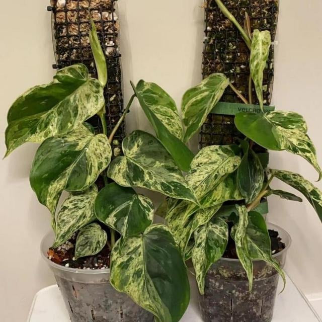 Philodendron oxycardium variegated TC | Grower's Choice, Macau Collection