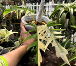 Philodendron Pedatum X Tortum Var TC | Grower's Choice, Macau Collection