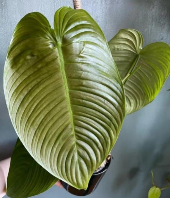 Philodendron tenue TC | Grower's Choice, Macau Collection