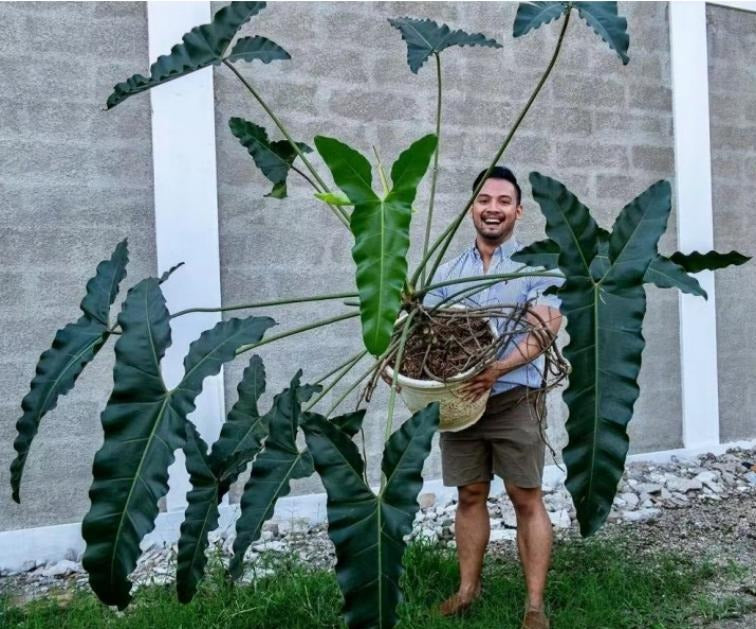 Philodendron williamsii TC | Grower's Choice, Macau Collection