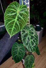 Philodendron verrucosum magic marks TC | Grower's Choice, Macau Collection