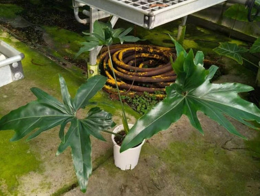 Philodendron African fantasy TC | Grower's Choice, Macau Collection