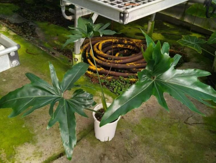 Philodendron African fantasy TC | Grower's Choice, Macau Collection