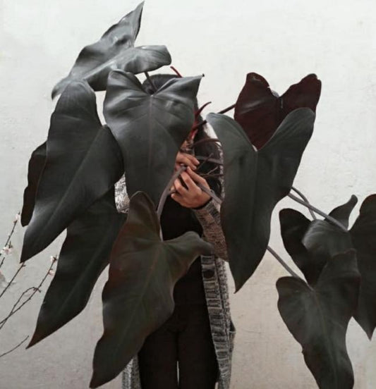 Philodendron majesty TC | Grower's Choice, Macau Collection