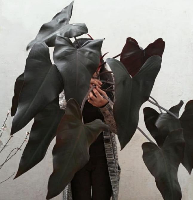 Philodendron majesty TC | Grower's Choice, Macau Collection