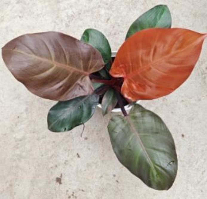 Philodendron red moon TC | Grower's Choice, Macau Collection
