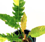 Philodendron ‘Ring of Fire’ Variegated TC | Grower's Choice, Macau Collection