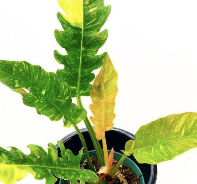 Philodendron ‘Ring of Fire’ Variegated TC | Grower's Choice, Macau Collection