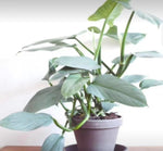Philodendron Silver Sword TC | Grower's Choice, Macau Collection