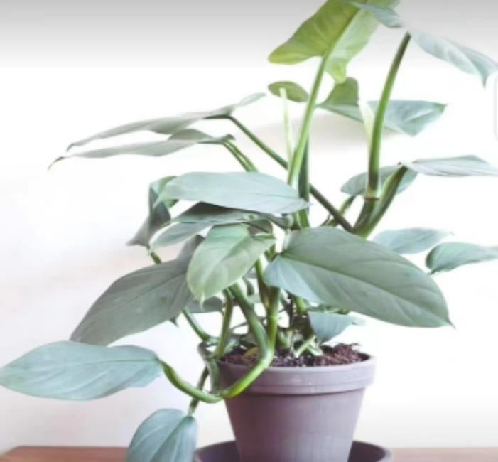 Philodendron Silver Sword TC | Grower's Choice, Macau Collection