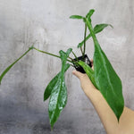 Philodendron Joepii TC | Grower's Choice, Macau Collection