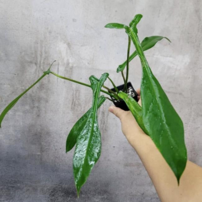 Philodendron Joepii TC | Grower's Choice, Macau Collection