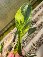 Philodendron joepii var TC | Grower's Choice, Macau Collection
