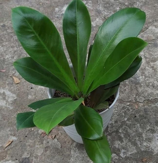 Philodendron linnaei kunth TC | Grower's Choice, Macau Collection