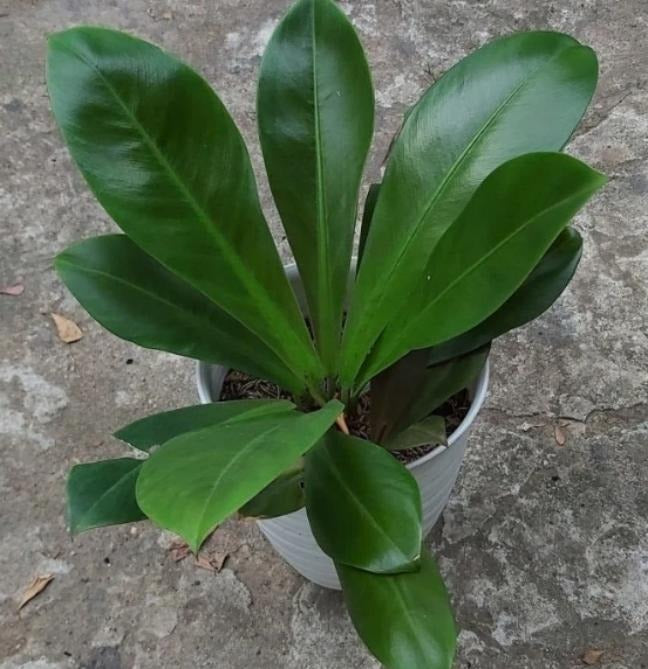 Philodendron linnaei kunth TC | Grower's Choice, Macau Collection