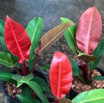 Philodendron red imperial TC | Grower's Choice, Macau Collection