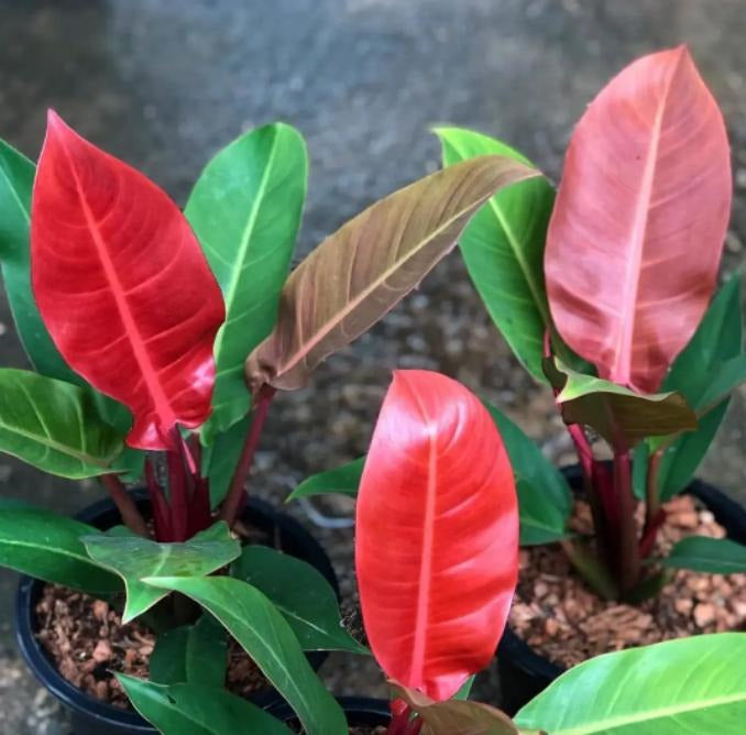 Philodendron red imperial TC | Grower's Choice, Macau Collection