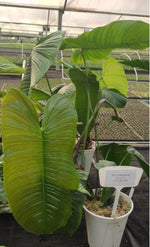 Philodendron Sharoniae TC | Grower's Choice, Macau Collection