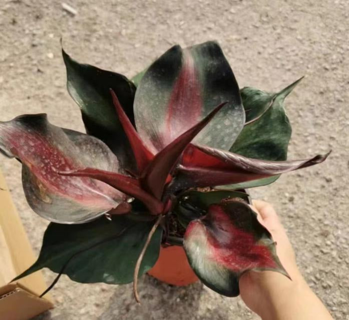 Philodendron red heart TC | Grower's Choice, Macau Collection