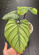 Philodendron Columbia TC | Grower's Choice, Macau Collection