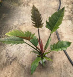 Philodendron pluto TC | Grower's Choice, Macau Collection