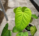 Philodendron Fuzzy Petiole TC | Grower's Choice, Macau Collection