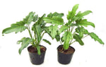 Philodendroncv.Xanadu TC | Grower's Choice, Macau Collection